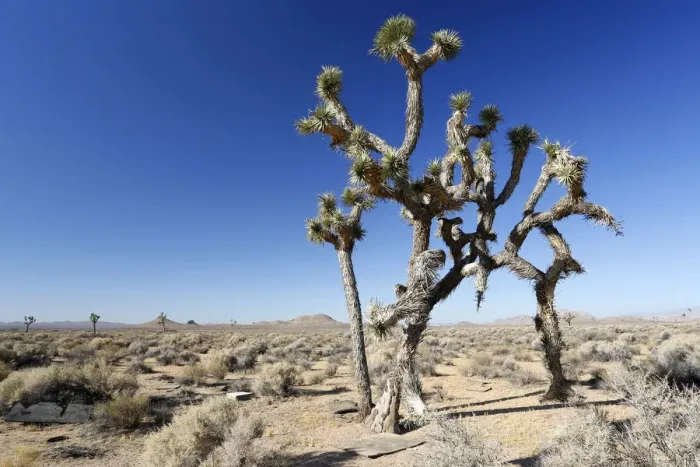 Framed Print : Joshua trees, Yucca palms -Yucca brevifolia-, Californian desert, California, USA Framed Print : Joshua trees, Yucca palms -Yucca brevifolia-, Californian desert, California, USA