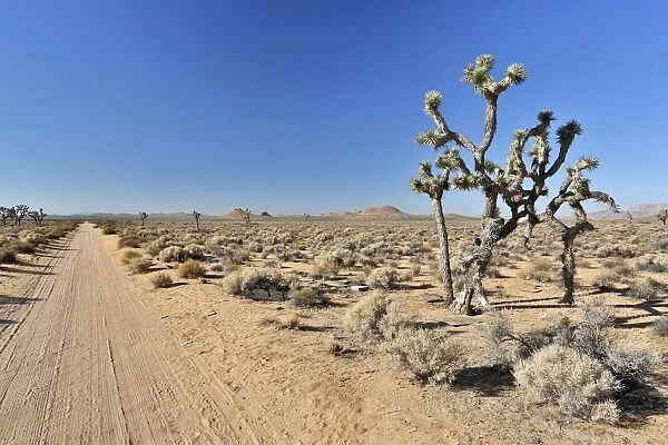 Joshua trees, Yucca palms -Yucca brevifolia-, Californian desert, California, USA