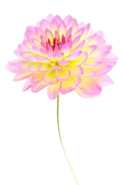 Framed Print : Jowey Gipsey Framed Print : Jowey Gipsey