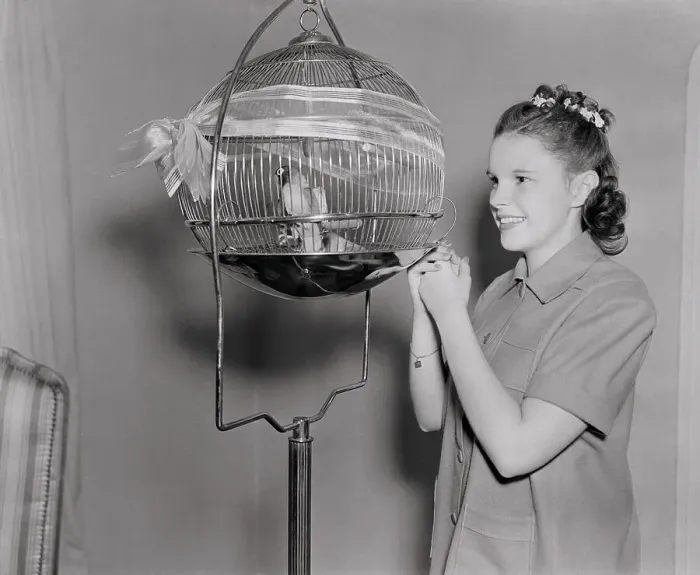 Framed Print : Judy Garland Examining Birds in Cage