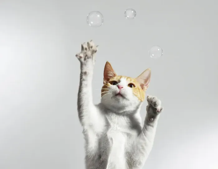 Framed Print : Juggling Cat Framed Print : Juggling Cat