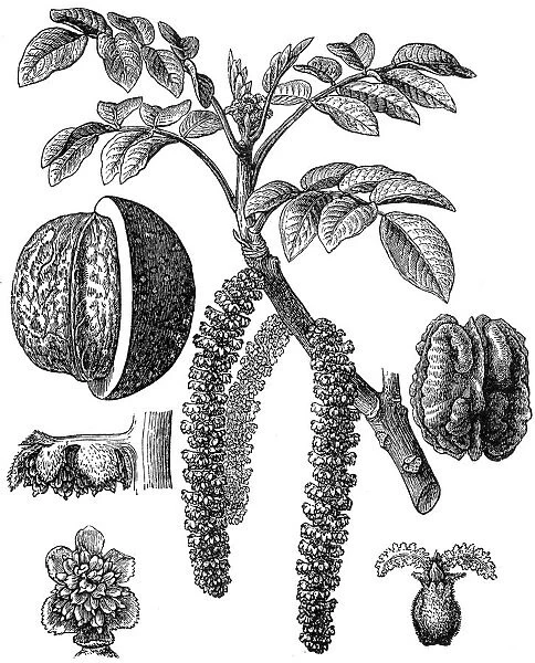 Juglans regia (Persian walnut)