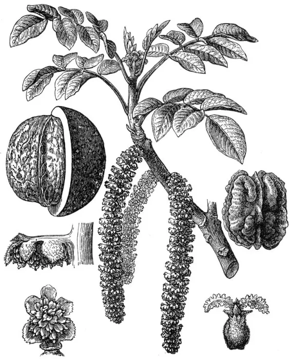 Framed Print : Juglans regia (Persian walnut) Framed Print : Juglans regia (Persian walnut)