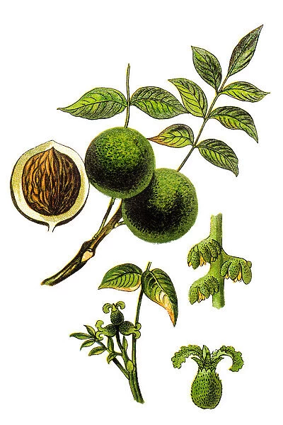 Juglans regia, the Persian walnut, English walnut, Circassian walnut