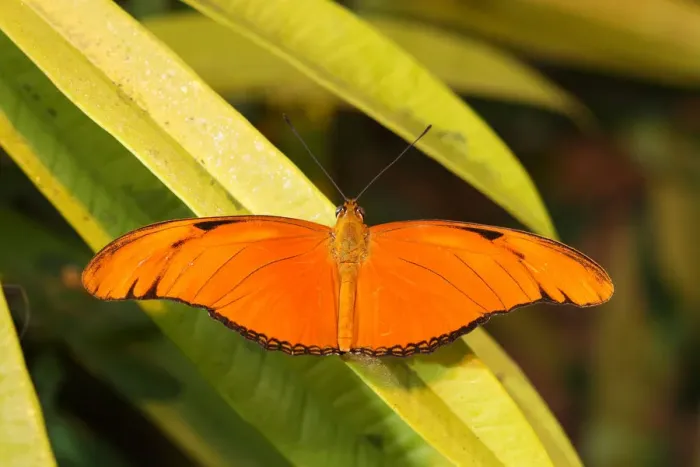 Framed Print : Julia butterfly -Dryas julia-, found in South America Framed Print : Julia butterfly -Dryas julia-, found in South America