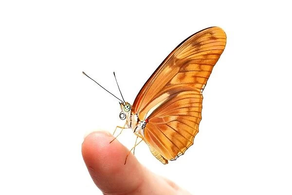 Julia butterfly on finger