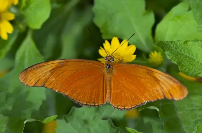 Framed Print : Julia Butterfly, Julia heliconian -Dryas iulia-, Phuket, Thailand, Southeast Asia, Asia