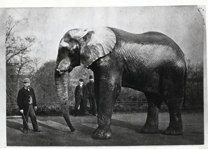 Framed Print : Jumbo the Elephant Framed Print : Jumbo the Elephant