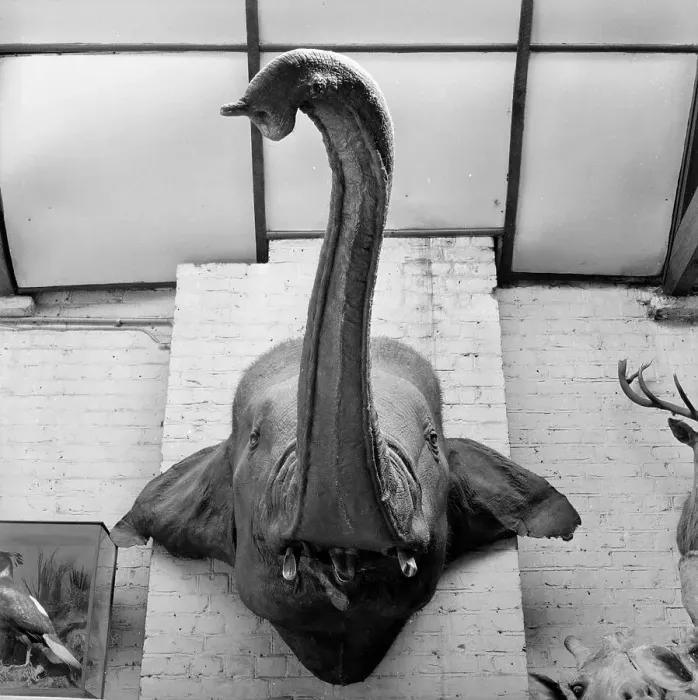 Framed Print : Jumbo Head