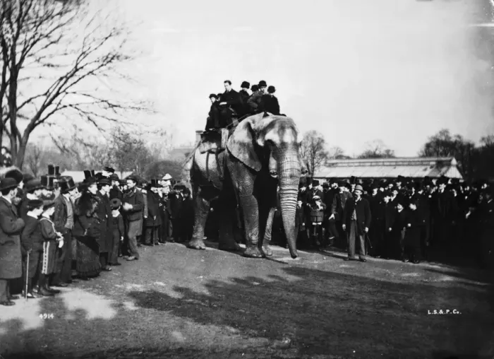 Framed Print : Jumbo At London Zoo Framed Print : Jumbo At London Zoo