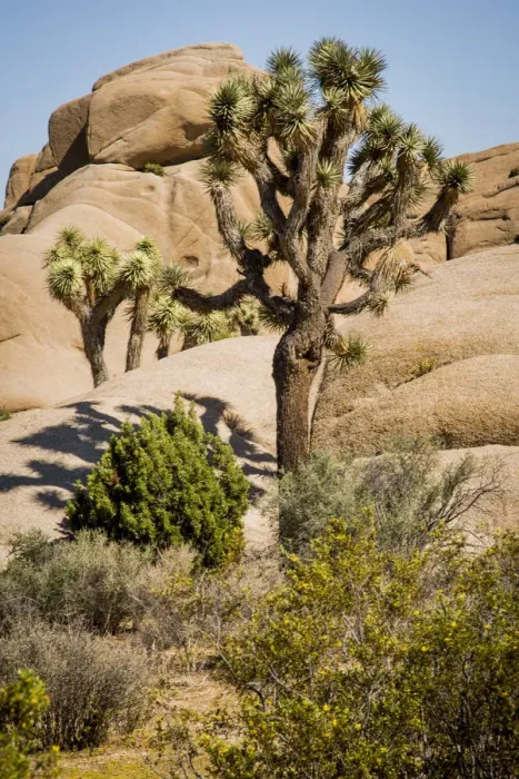 Framed Print : Jumbo Rocks of granite during Drought Spotlight number 3, Route 66, Mohave Desert, Joshua Tree National Park, Southern California, USA Framed Print : Jumbo Rocks of granite during Drought Spotlight number 3, Route 66, Mohave Desert, Joshua Tree National Park, Southern California, USA