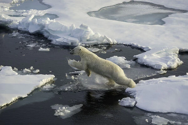 Jumping. Polar bear jumps from one ice floe to the next. Arctic Ocean, north of Svalbard
