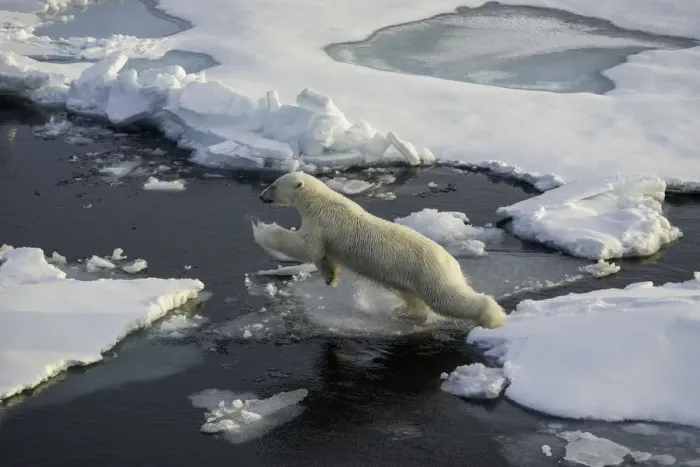Framed Print : Jumping. Polar bear jumps from one ice floe to the next. Arctic Ocean, north of Svalbard Framed Print : Jumping. Polar bear jumps from one ice floe to the next. Arctic Ocean, north of Svalbard