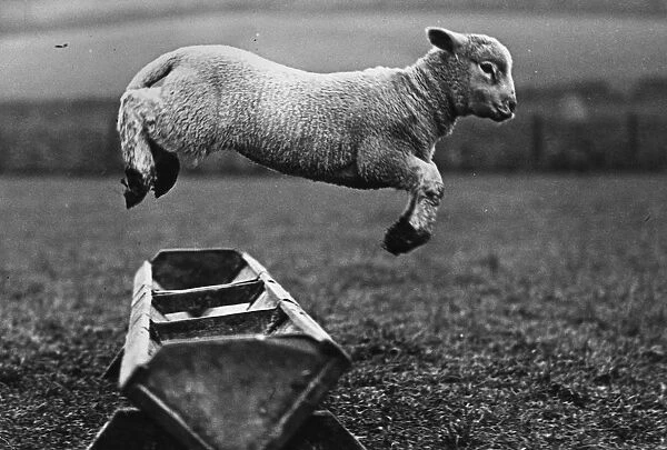 Jumping Lamb. circa 1950: A lamb jumping over a trough. (Photo by Fox Photos / Getty Images)