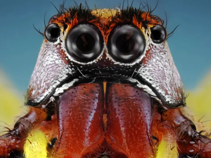 Framed Print : Jumping Spider Framed Print : Jumping Spider