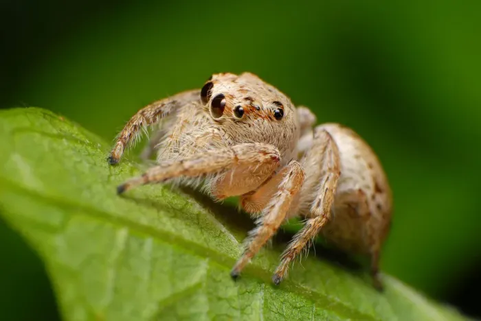 Framed Print : Jumping spider Framed Print : Jumping spider