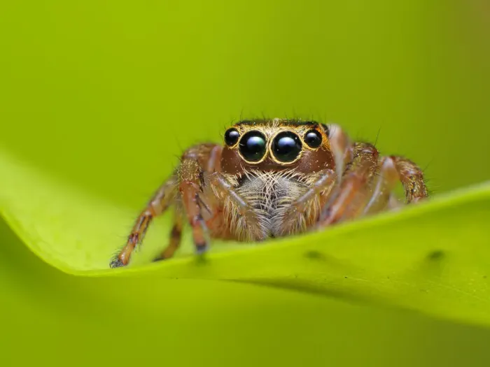 Framed Print : Jumping spider Framed Print : Jumping spider