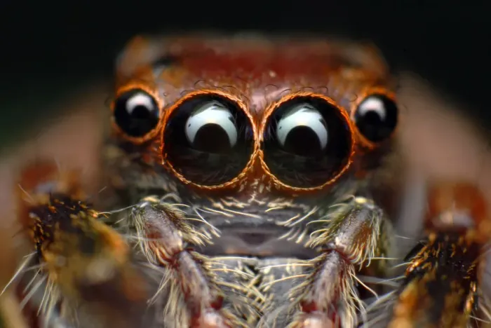 Framed Print : Jumping spider Framed Print : Jumping spider