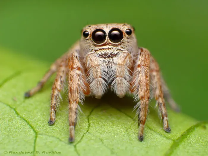 Framed Print : Jumping spider