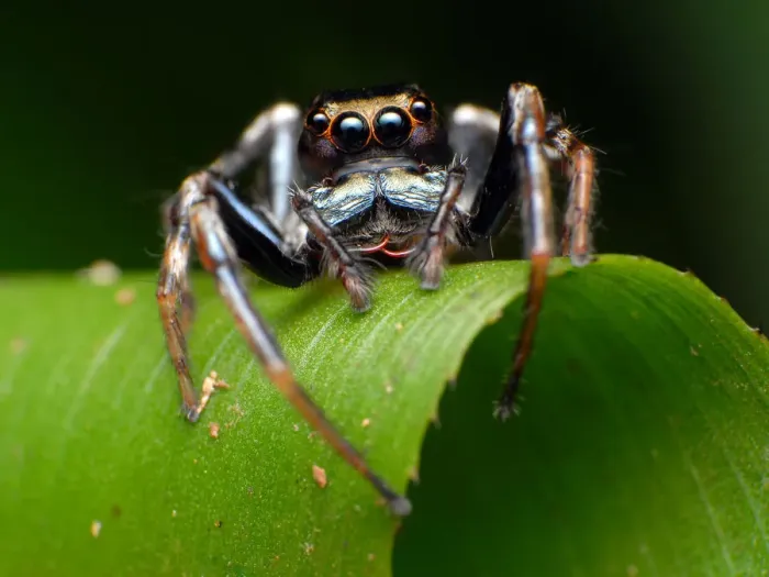 Framed Print : Jumping spider Framed Print : Jumping spider