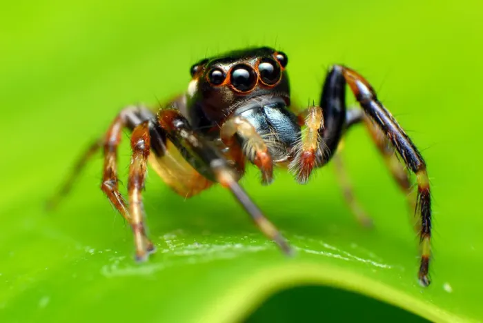 Framed Print : Jumping spider on leaf Framed Print : Jumping spider on leaf