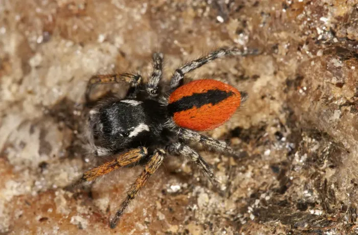 Framed Print : Jumping Spider -Philaeus chrysops-, male, Lake Kerkini region, Greece, Europe