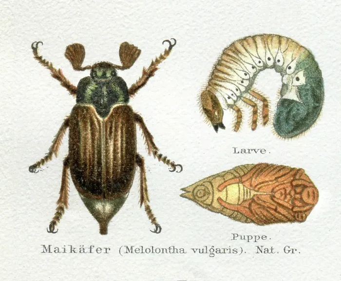 Framed Print : June Beetle or Maybug with larva illustration Framed Print : June Beetle or Maybug with larva illustration
