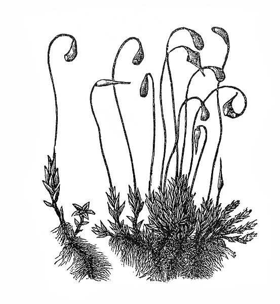 Jungermannia asplenioides