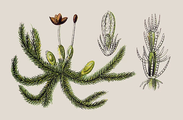 Jungermannia trichophylla