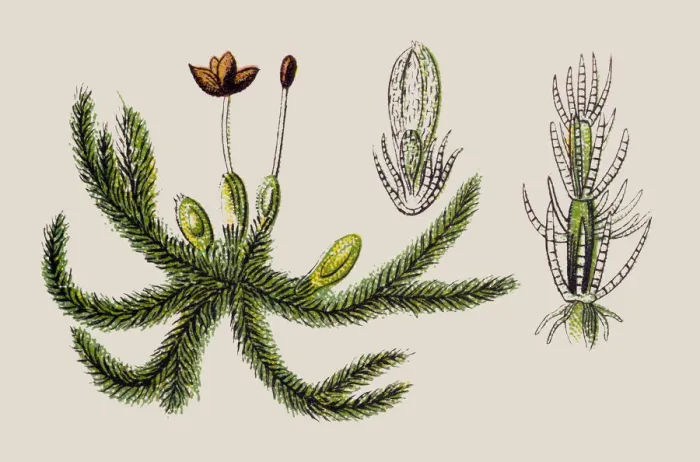 Framed Print : Jungermannia trichophylla