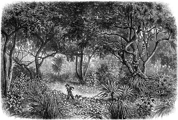 jungle. Georg August Schweinfurth in jungle