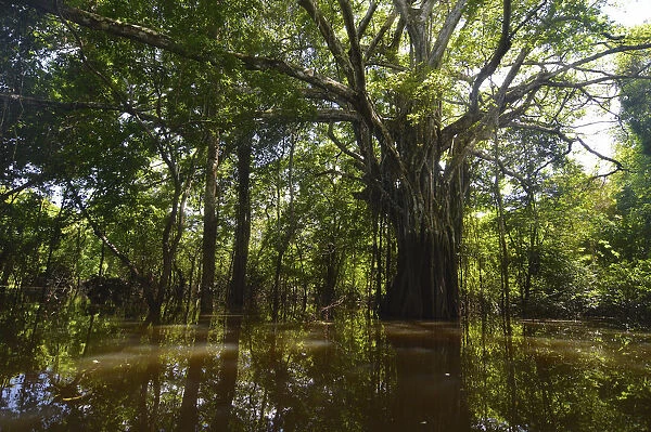 Jungle giant in the Varzea forests, Mamiraua Sustainable Development Reserve, near Manaus, Amazonas State, Brazil