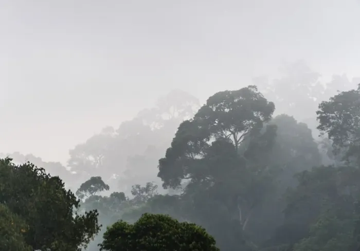 Framed Print : Jungle in the mist, silhouettes of trees, Thekkadi, Periyar Dam, Tamil Nadu, India Framed Print : Jungle in the mist, silhouettes of trees, Thekkadi, Periyar Dam, Tamil Nadu, India
