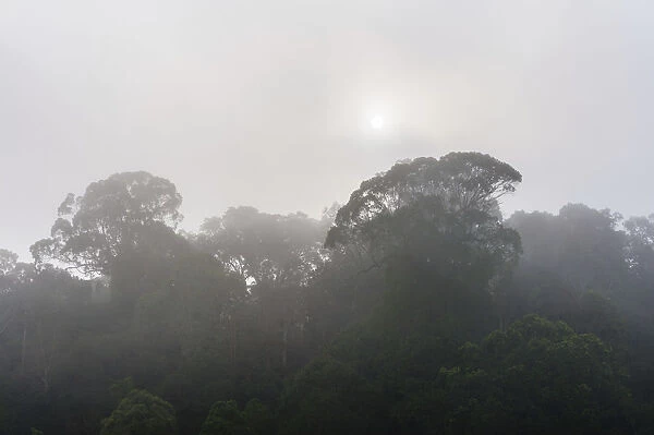Jungle in the mist, silhouettes of trees, Periyar Dam, Thekkadi, Tamil Nadu, India