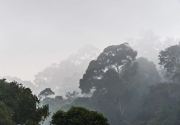 Jungle in the mist, silhouettes of trees, Thekkadi, Periyar Dam, Tamil Nadu, India