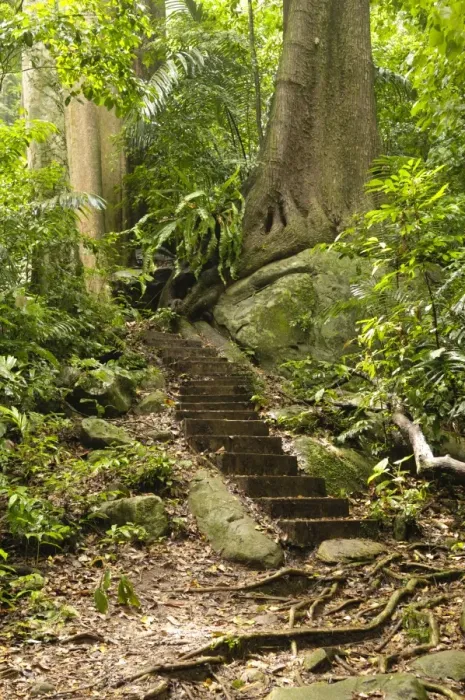 Framed Print : Jungle path with steps, Tioman island, Malaysia, Southeast Asia Framed Print : Jungle path with steps, Tioman island, Malaysia, Southeast Asia