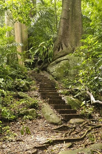 Jungle path with steps, Tioman island, Malaysia, Southeast Asia