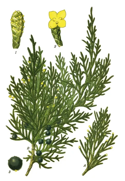 Framed Print : juniper, cade Framed Print : juniper, cade