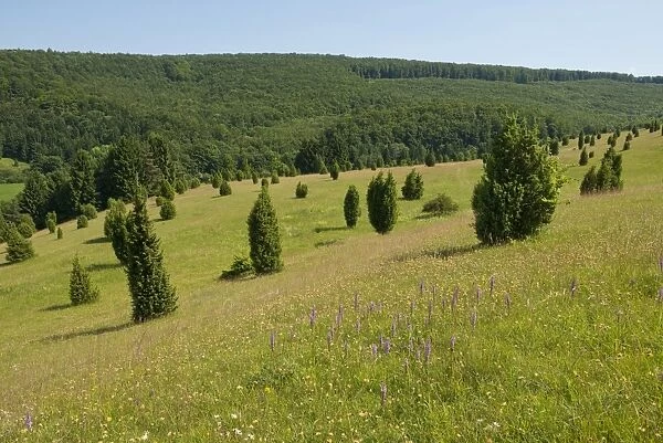 Juniper pastures, Wiesenthaler Schweiz nature reserve, Wiesenthal, Rhoen Biosphere Reserve, Thuringia, Germany