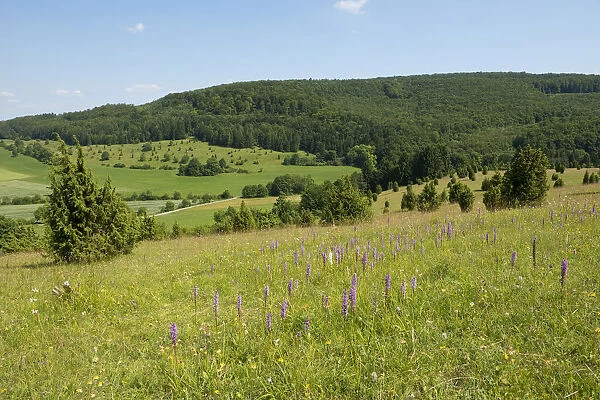 Juniper pastures, Wiesenthaler Schweiz nature reserve, Wiesenthal, Rhoen Biosphere Reserve, Thuringia, Germany