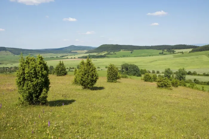 Framed Print : Juniper pastures, Wiesenthaler Schweiz nature reserve, Wiesenthal, Rhoen Biosphere Reserve, Thuringia, Germany Framed Print : Juniper pastures, Wiesenthaler Schweiz nature reserve, Wiesenthal, Rhoen Biosphere Reserve, Thuringia, Germany