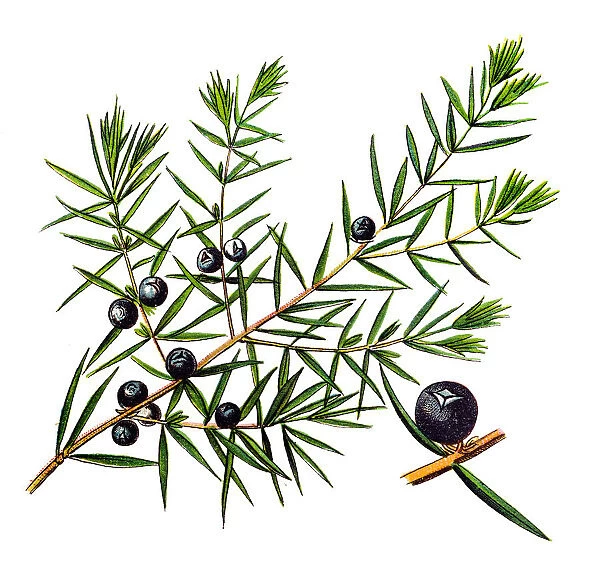 Juniperus communis, the common juniper