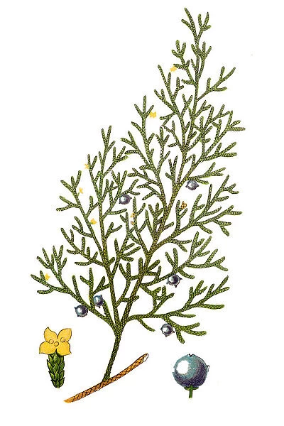 Juniperus sabina, the savin juniper or savin