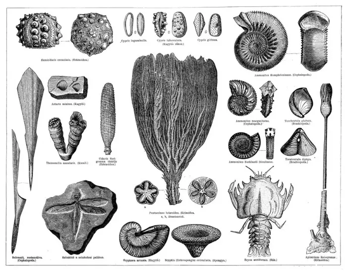 Framed Print : Jurassic fossils Framed Print : Jurassic fossils