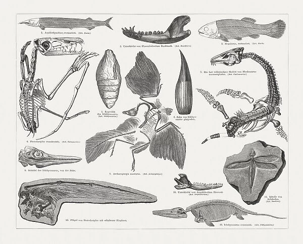 Jurassic fossils, wood engraving, published in 1897