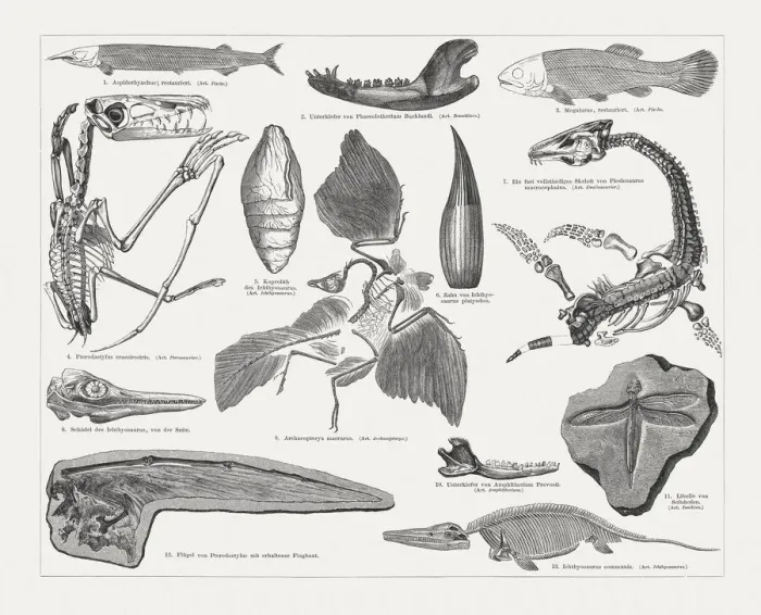 Framed Print : Jurassic fossils, wood engraving, published in 1897 Framed Print : Jurassic fossils, wood engraving, published in 1897