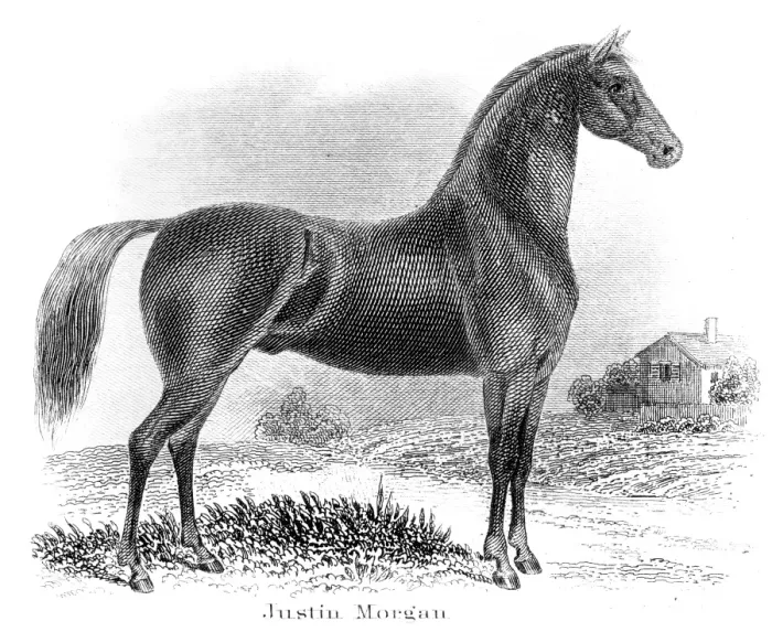 Framed Print : Justin Morgan horse engraving 1873 Framed Print : Justin Morgan horse engraving 1873