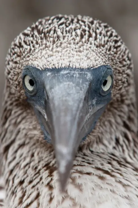 Framed Print : Juveniel blue-footed booby