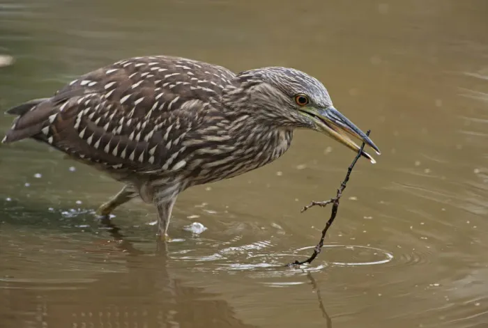 Framed Print : Juvenile black-crowned night heron with branch Framed Print : Juvenile black-crowned night heron with branch