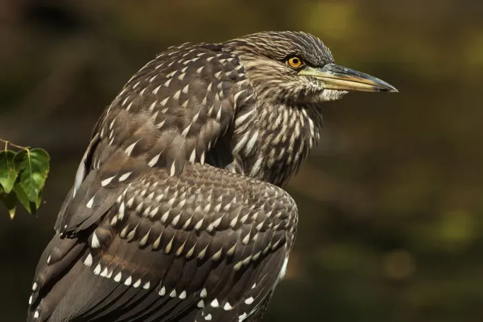Framed Print : Juvenile black-crowned night heron up close Framed Print : Juvenile black-crowned night heron up close